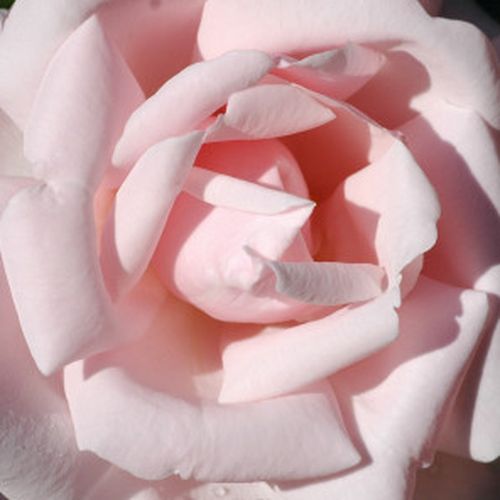 Rosa New Dawn - roze - Stamroos - Theehybriden hangende kroonvorm